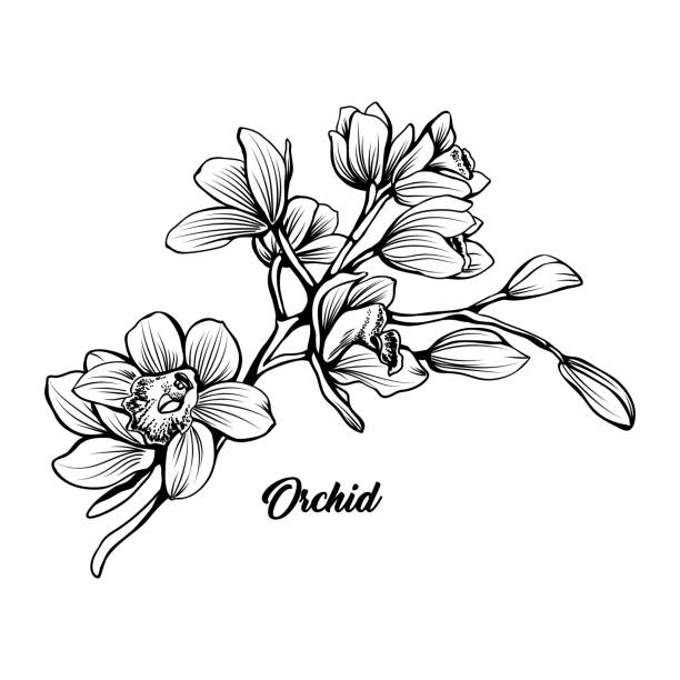 Orchid branch hand drawn ink pen illustration Orchid branch hand drawn vector illustration. Floral ink pen sketch. Black and white clipart. Realistic wildflower freehand drawing. Blooming, blossom. Isolated monochrome floral design element clip art of a black and white orchid stock illustrations