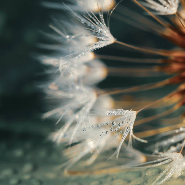 istock Soft focus of Dandelion seeds 1287886387
