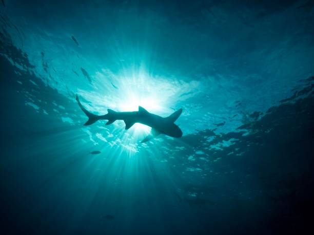 Into the Bahamas sun A lemon shark at the surface of tiger beach shark photos stock pictures, royalty-free photos & images