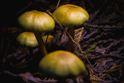 A fungus is any member of the group of eukaryotic organisms that includes microorganisms such as yeasts and molds, as well as the more familiar mushrooms.