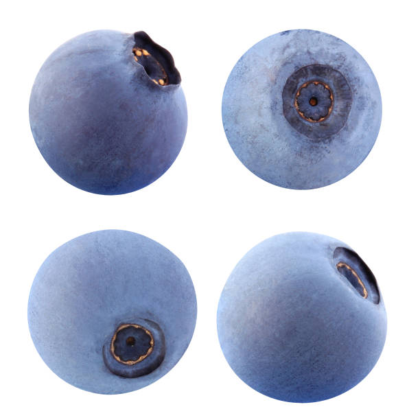 istock isolated blueberry. collection of whole wild berries. 1287893439