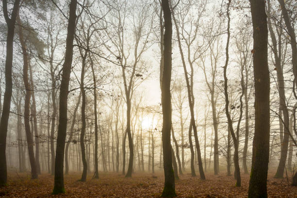 istock Autumn forest with a fog and morning glow 1287893653