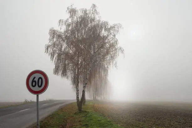Birch tress by the road in the fog with speed limit sign