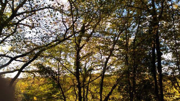 istock magnificent view from the forest in autumn 1287893791