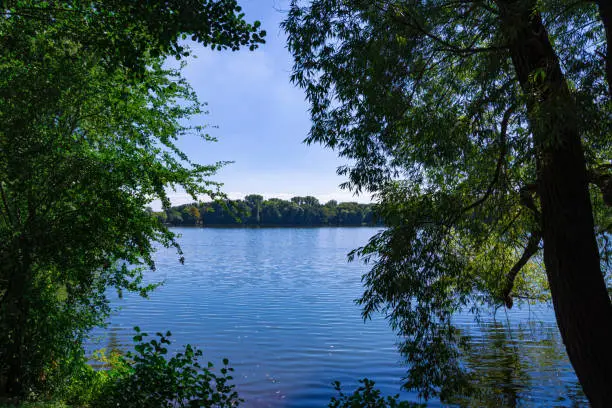 trees in front of a lake in the idyllic summer