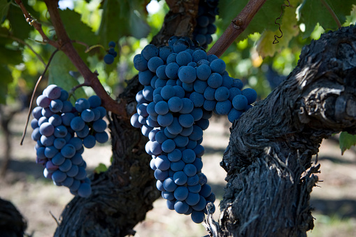 red grapes of Nerello Mascalese in the Sicily farm