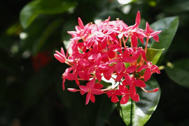 istock Ixora chinensis in the park 1287895512
