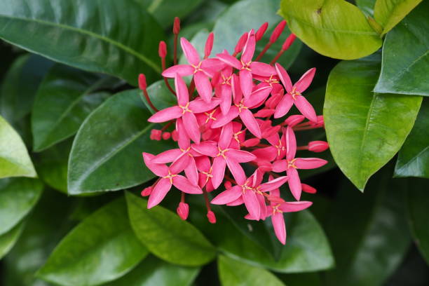 istock Ixora chinensis in the park 1287895879