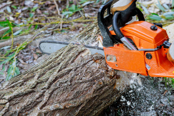 istock Sawing tree with a chainsaw broken the trunk tree after a hurricane 1287896147