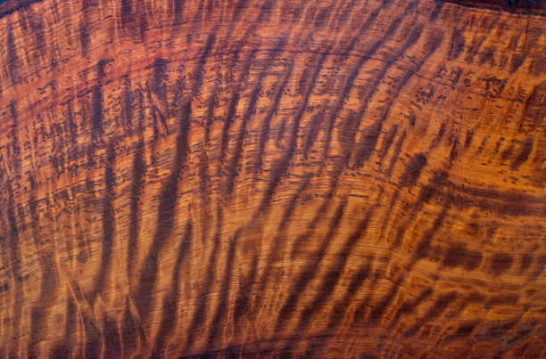 Natural Burma padauk wood has tiger stripe or curly stripe grain texture background surface