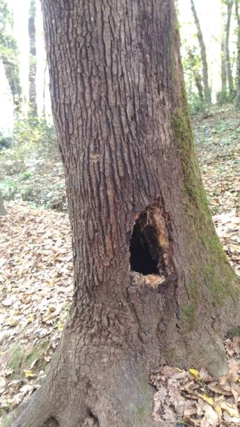 istock nest hole in the tree in the forest 1287897064
