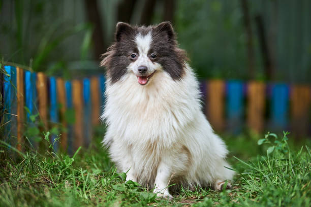 istock Pomeranian Spitz dog in garden 1287897752