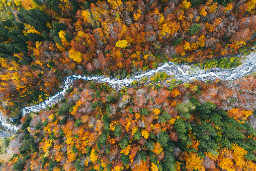 Aerial view of mountain river passing through the autumn forest in the mountains. Switzerland Alps