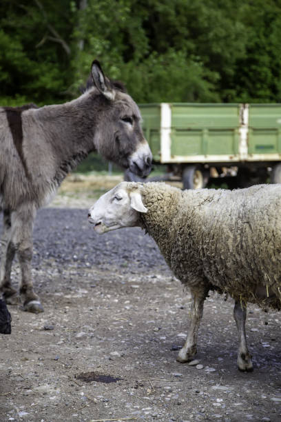 당나귀와 양 - sheep grazing vertical photography 뉴스 사진 이미지