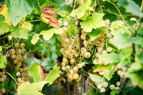 istock Tasty golden currant berries 1287898907