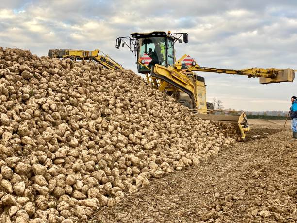サトウキビの収穫 - beet sugar tractor field ストックフォトと画像