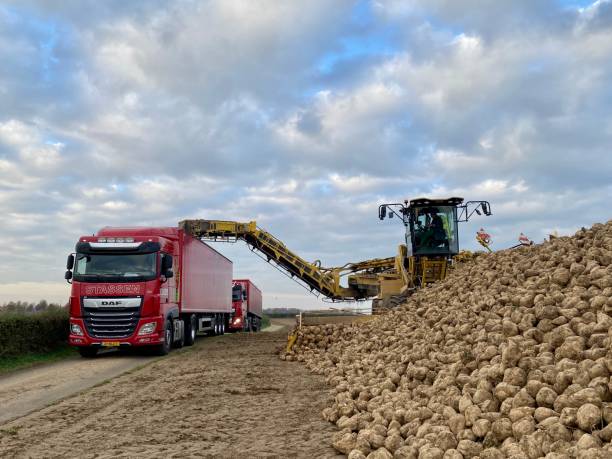 Sugar beet harvesting Brunssum, the Netherlands, - November 26, 2020. Trailers in the Limburg Country are loaded with Sugar Beets after the harvest. shipping heavy equipment machinery stock pictures, royalty-free photos & images