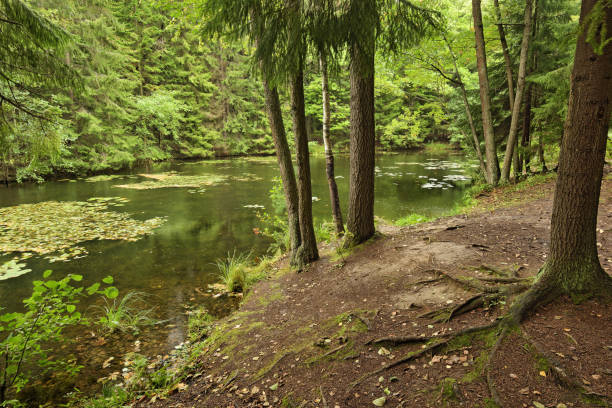 istock The nature in the forest is rich in plants and trees. 1287902529