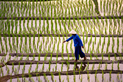 Farmer is walking on the field. Farmers farming on rice terraces. Ban Pa Bong Piang. The most beautiful rice terraces in Thailand