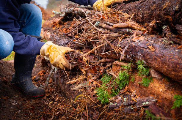 istock Person adding mulches to a Hugelkultur no-dig raised bed 1287902976