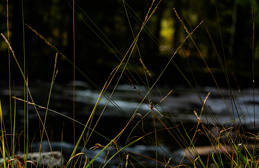 Single strands of wild grass by the waters edge, blurred background.