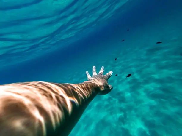 Photo of Male hand and arm reaching out for a damsel fish while diving in clear blue turquoise water.