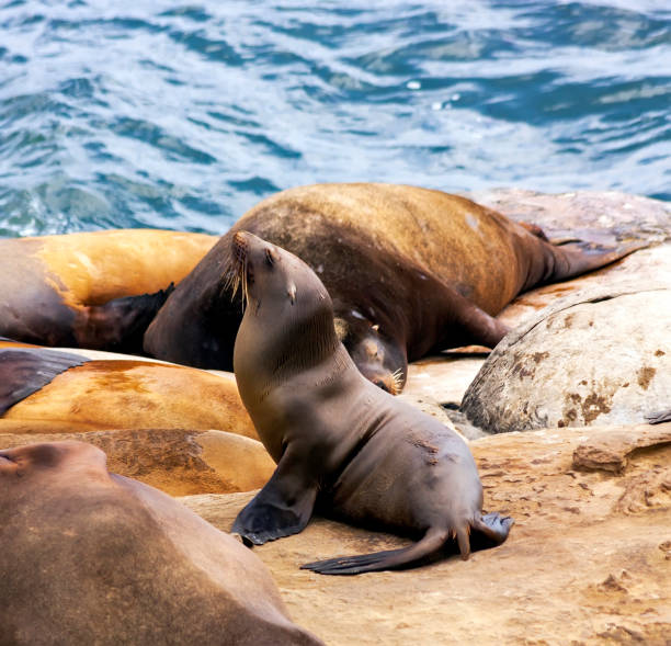 istock Image of a sea lion. 1287903470