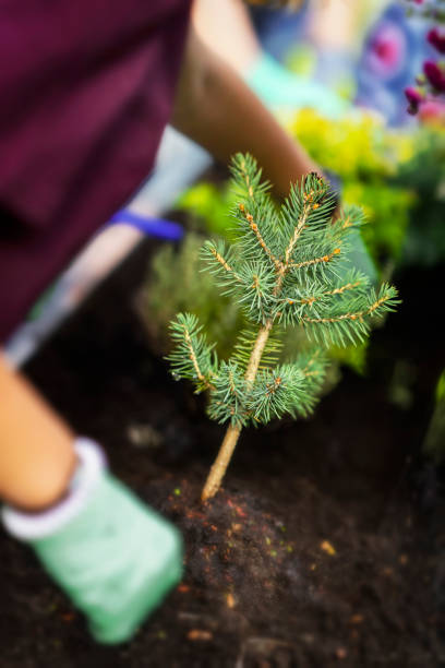 istock Abstract unrecognizable gardener in protective gloves is planting little herringbone, coniferous plant in the garden. Seasonal spring work in the open air 1287906738