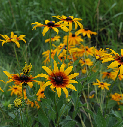 Wild Flowers-Prairie Wild flowers-Howard County Indiana