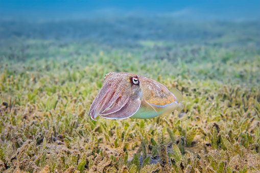 Cuttlefish or cuttles are marine molluscs of the order Sepiida. They belong to the class Cephalopoda, which also includes squid, octopuses, and nautiluses. Cuttlefish have a unique internal shell, the cuttlebone.