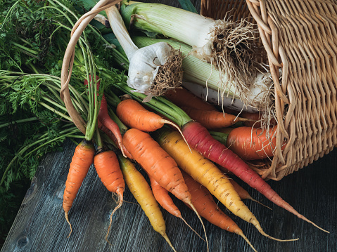 Fresh carrots, leeks and garlic in a harvest basket.