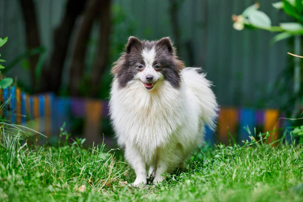 istock Pomeranian Spitz dog in garden 1287910494