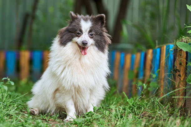 istock Pomeranian Spitz dog in garden 1287910527