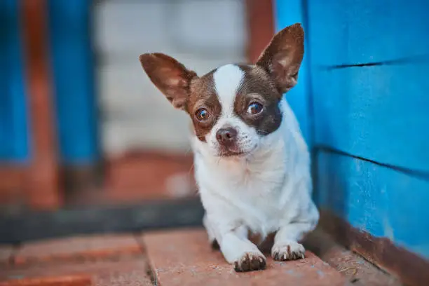 Chihuahua puppy, little dog near house porch. Cute small doggy on grass. Short haired chihuahua breed.