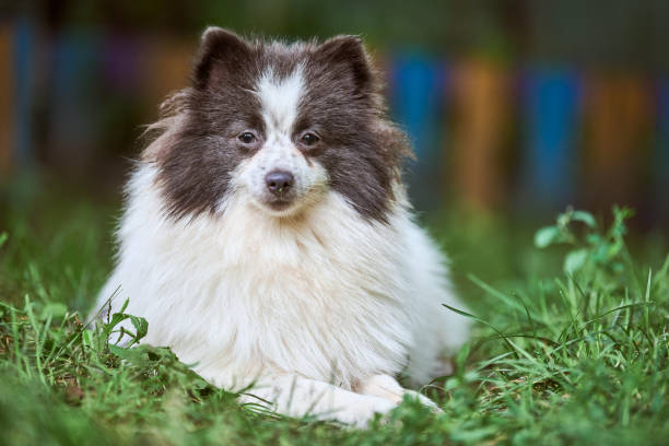 istock Pomeranian Spitz dog in garden 1287910579