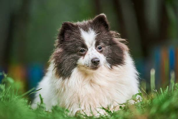 istock Pomeranian Spitz dog in garden 1287910583