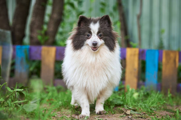 Pomeranian Spitz dog in garden
