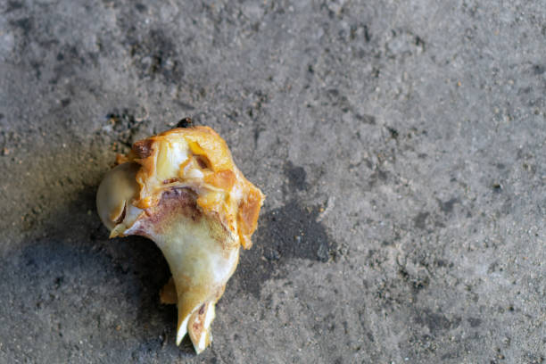 istock part of an animal's bone (joint) 1287911886