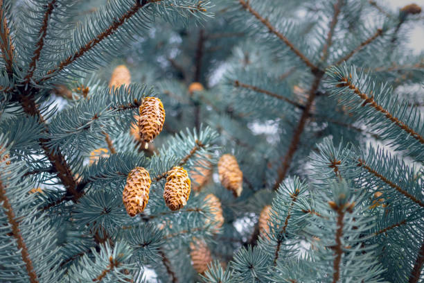 Yellow cones of blue spruce on the branches with resin smudges Yellow cones of blue spruce on the branches with resin smudges against the background of blurry branches picea pungens stock pictures, royalty-free photos & images