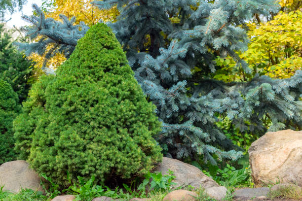 istock Green coniferous tree in the shape of a pyramid 1287911961