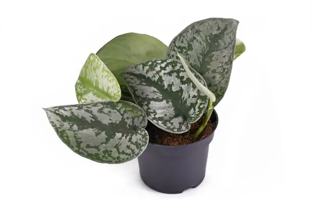 Photo of Exotic 'Scindapsus Pictus Exotica' or 'Satin Pothos' houseplant with large leaves with velvet texture and silver spot pattern