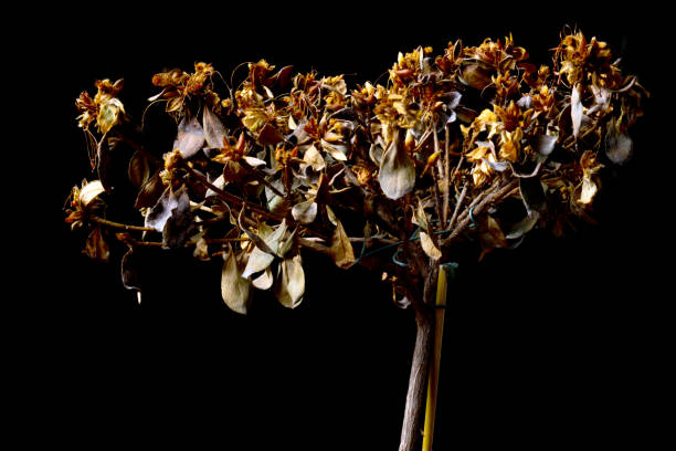 istock Dry (dead) plant on a black background 1287912513