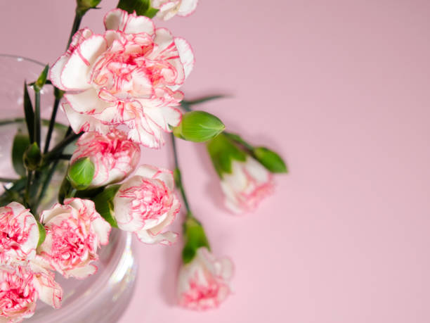 istock Mini carnation flowers in a vase on pink background 1287913692
