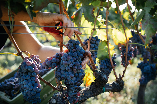Harvest of Grapes with Hands – Italian Vineyard on Mount Etna, Sicily – \