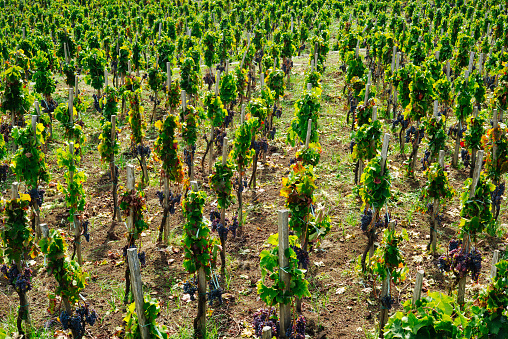 Vine Rows Italian Vineyard on Mount Etna, Sicily – \