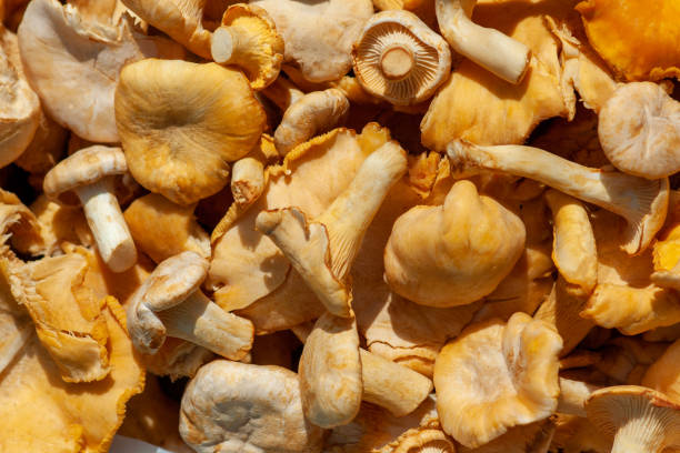 istock Freshly picked chanterelles - forest mushrooms (Cantharellus cibarius) 1287916482