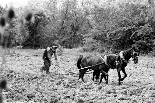 North East Turkey in 1969.  A man follows the plough drawn by a pair of horses.  The man is bent over to guide the plough. Both horses have decorated bridles.  This is a small field, and is turning under the plough well.