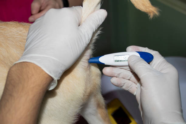 istock A Veterinarian inserts a rectal thermometer 1287919818