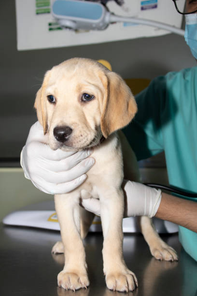 istock A Veterinarian examines a Labrador puppy's heart and lungs 1287919917
