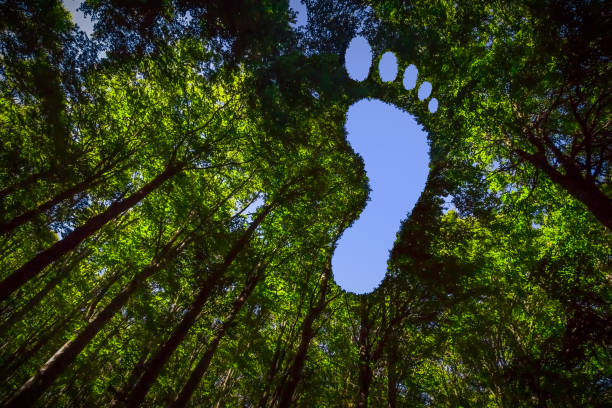 Carbon Footpint The Canopy of this Forest has Hole in the Shape of a Barefoot Footprint footprint stock pictures, royalty-free photos & images